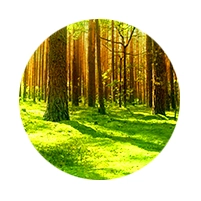 Abertura de Candidaturas a Projetos Florestais