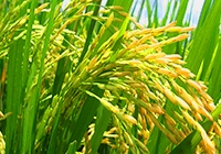 ARROZ - Novas normas de comercialização