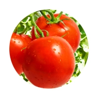 Contratos de transformação de tomate feitos até 15 de Fevereiro