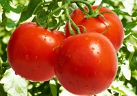 Contratos de Transformação de Tomate Entregues até 31 de Março