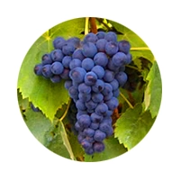 INFO Vinha e Vinho | CAP | Junho 2016