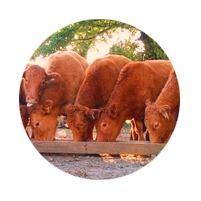 Nota explicativa DGAV -Saneamento de engordas e Testes de Pré-movimentação