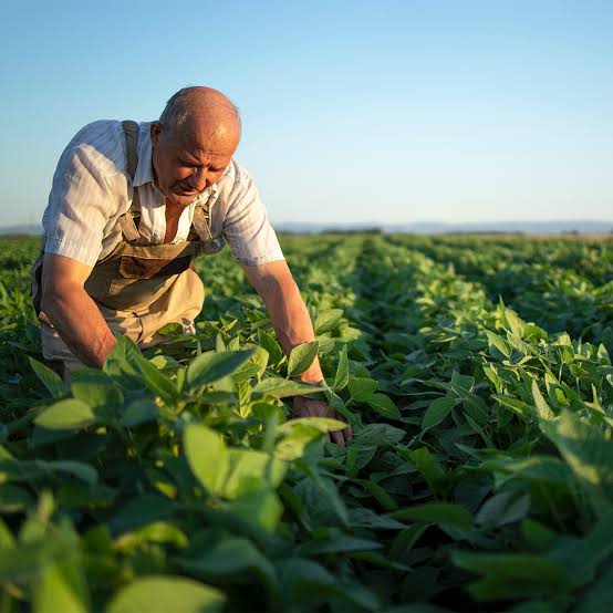 agricultor-acompanhamento-da-exploracao-agricola